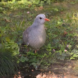 Kagu, Rhynochetos jubatus