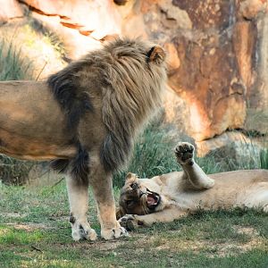 Lions fighting, Panthera leo