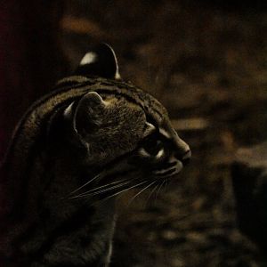 Margay, Leopardus wiedii