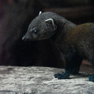 Eastern ring tailed vontsira, Galidia elegans