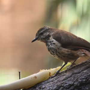 Spotted palm thrush, Cichladusa guttata