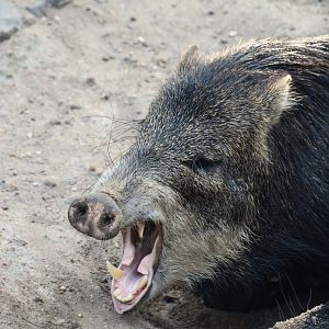 Southern white-lipped peccary, Tayassu pecari