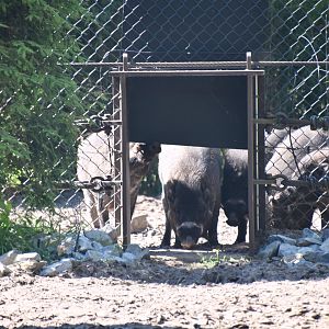 Visayan warty pig, Sus cebifrons