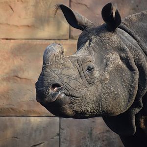 Indian rhino, Rhinoceros unicornis