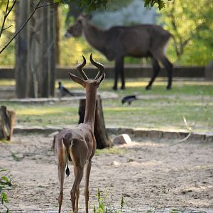 Southern gerenuk and waterbuck, Litocranius walleri