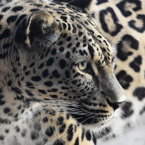Persian leopard, Panthera pardus
