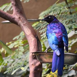 Rueppell's glossy starling, Lamprotornis purpuroptera