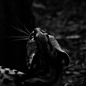 Margay, Leopardus wiedii