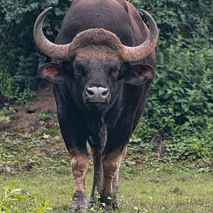 Indian gaur (Bos gaurus gaurus)