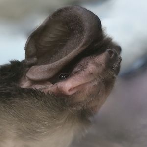 Western Mastiff Bat (Eumops perotis californicus) "Cloud"