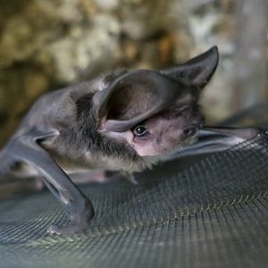 Western Mastiff Bat (Eumops perotis californicus) "Cloud"