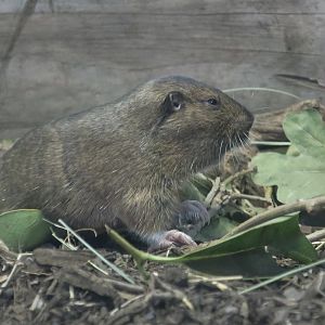 Botta's Pocket Gopher (Thomomys bottae) "Gaia"
