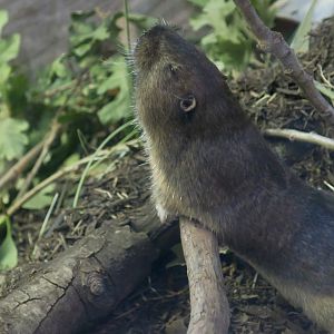 Botta's Pocket Gopher (Thomomys bottae) "Gaia"