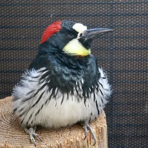 Acorn Woodpecker (Melanerpes formicivorus bairdi) "Garnet"
