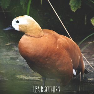 Ruddy Shelduck