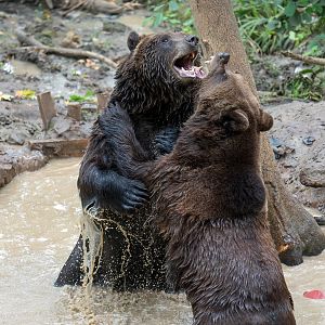Eurasian brown bears, Bristol Zoo Project / Wild Place, UK