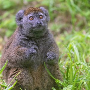 Lac Alaotra Gentle Lemur, Bristol Zoo Project / Wild Place, UK