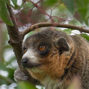 Mongoose lemur, Bristol Zoo Project / Wild Place, UK
