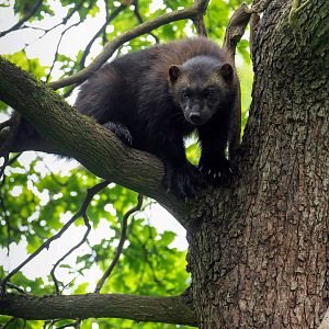 Wolverine, Bristol Zoo Project / Wild Place, UK