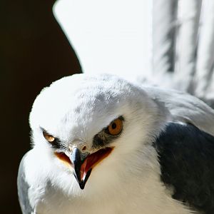 White-Tailed Kite (Elanus leucurus majusculus) "Dragon"