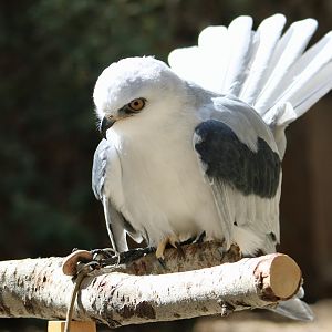 White-Tailed Kite (Elanus leucurus majusculus) "Dragon"