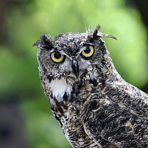 Pacific Great Horned Owl (Bubo virginianus pacificus) "Bubo"