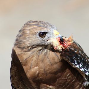 Western Red-Shouldered Hawk (Buteo lineatus elegans) "Red"