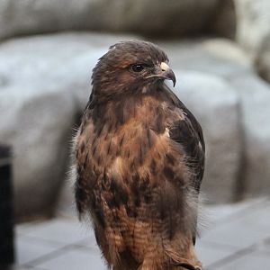 Western Red-Tailed Hawk (Buteo jamaicensis calurus)