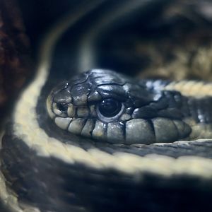 Aquatic Garter Snake (Thamnophis atratus) "Ribbon"