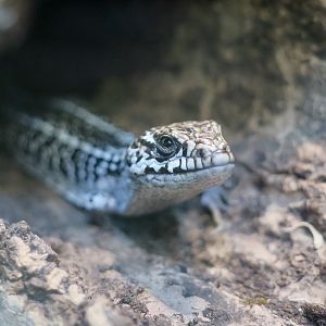 San Franscisco Alligator Lizard (Elgaria coerulea coerulea) "Drogon"