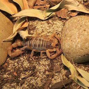 Desert Hairy Scorpion (Hadrurus arizonensis) "Séigo"
