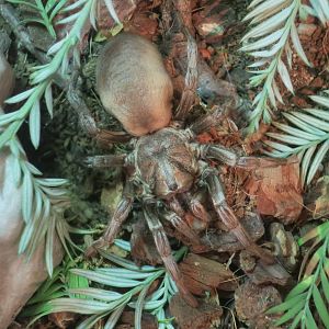 False Tarantula (Calisoga longitarsus)