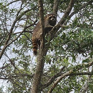 Raccoon in tree