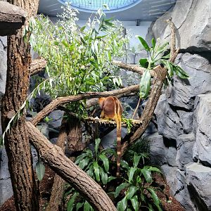 Goodfellow's Tree-kangaroo exhibit, Terra Australis
