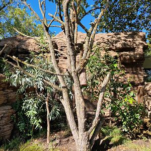 Koala outdoor exhibit