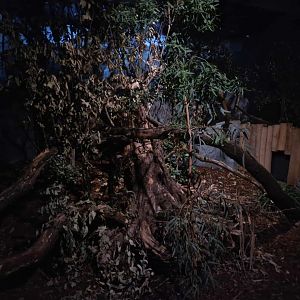 Eastern Quoll exhibit
