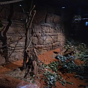 Common Brush-tailed possum/Rufous Bettong/Tasmanian Brush-tailed Possum exhibit