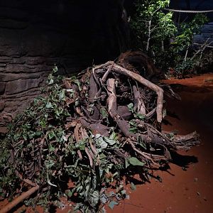 Sugger Glider/Common Brush-tailed Possum/ Brush-tailed Bettong exhibit