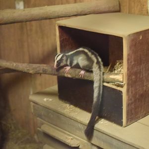 Common striped possum - March 2019