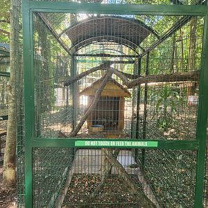 Jungle Island - Kinkajou exhibit