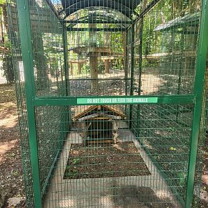 Jungle Island - Striped Skunk exhibit