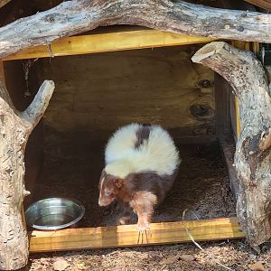 Jungle Island - Striped Skunk