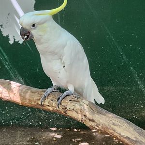 Jungle Island - Sulphur-crested Cockatoo
