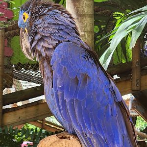 Jungle Island - Hyacinth Macaw