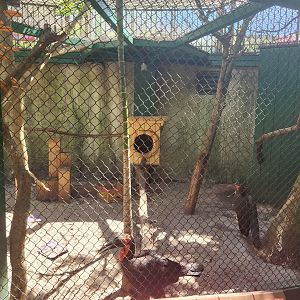 Jungle Island - Southern Ground Hornbill + enclosure