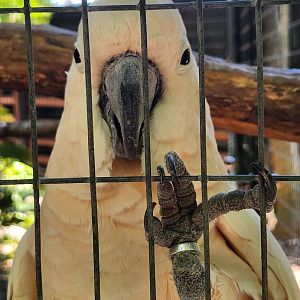 Jungle Island - Salmon-crested Cockatoo