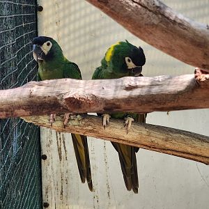 Jungle Island - Yellow-collared Macaw