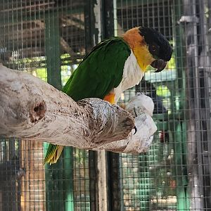 Jungle Island - Black-headed Parrot
