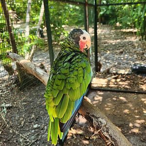 Jungle Island - Cuban Amazon