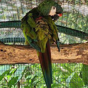 Jungle Island - Blue-winged Macaw